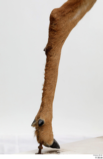 European roe deer leg 0067.jpg